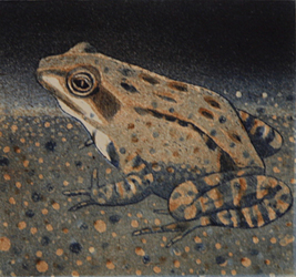 Sammakko (1986)